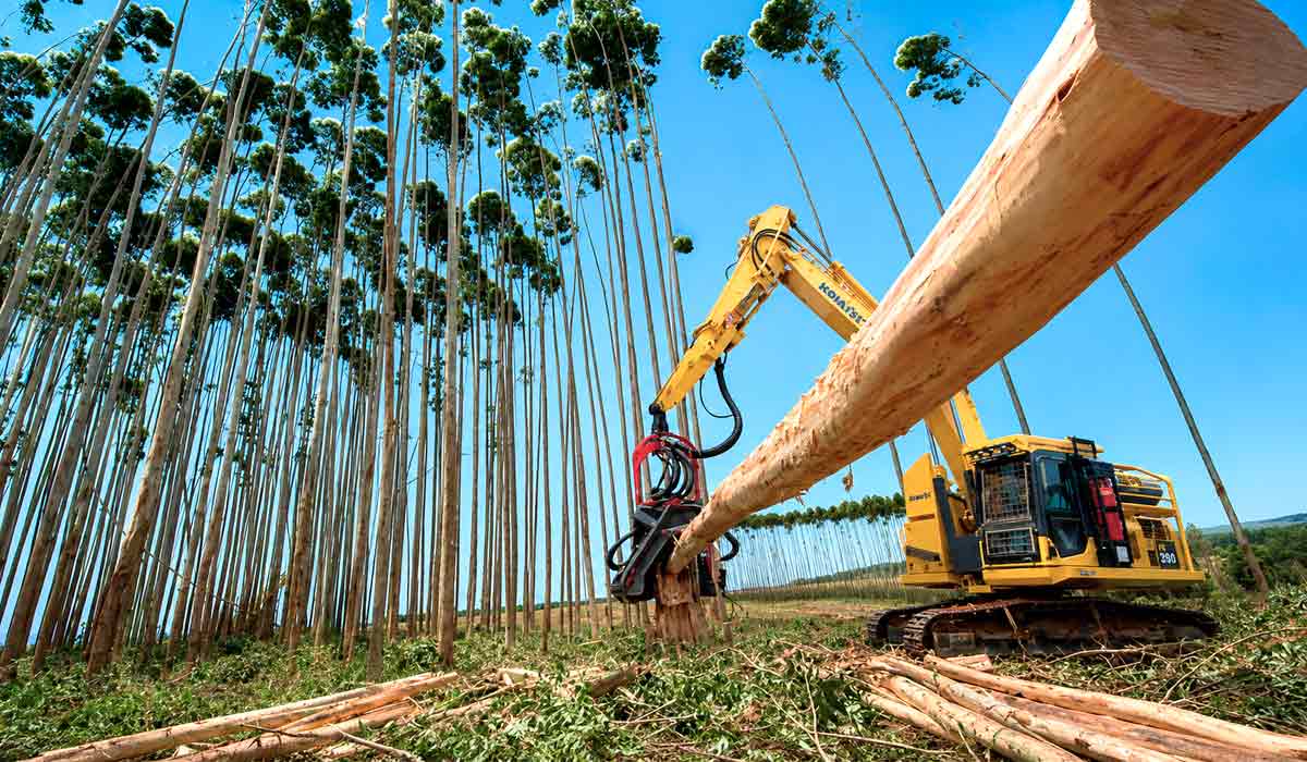 Cadeia florestal amplia relevância econômica para o agronegócio Cadeia florestal amplia relevância econômica para o agronegócio