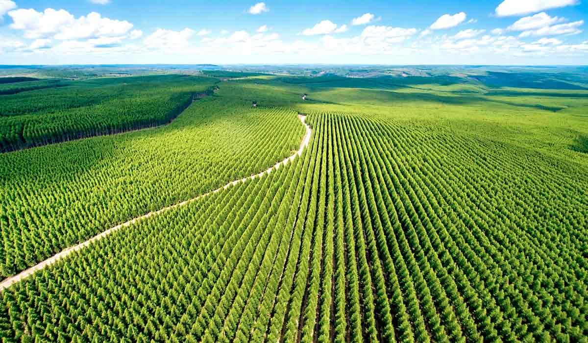 Eucalipto lidera a área de florestas plantadas no Brasil Eucalipto lidera a área de florestas plantadas no Brasil