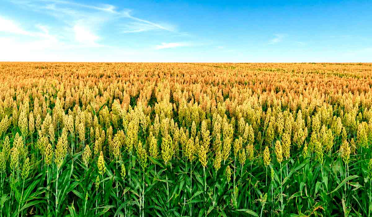 Chapecó reúne ciência, produtores e empresas para discutir o futuro das cadeias de milho e sorgo Chapecó reúne ciência, produtores e empresas para discutir o futuro das cadeias de milho e sorgo