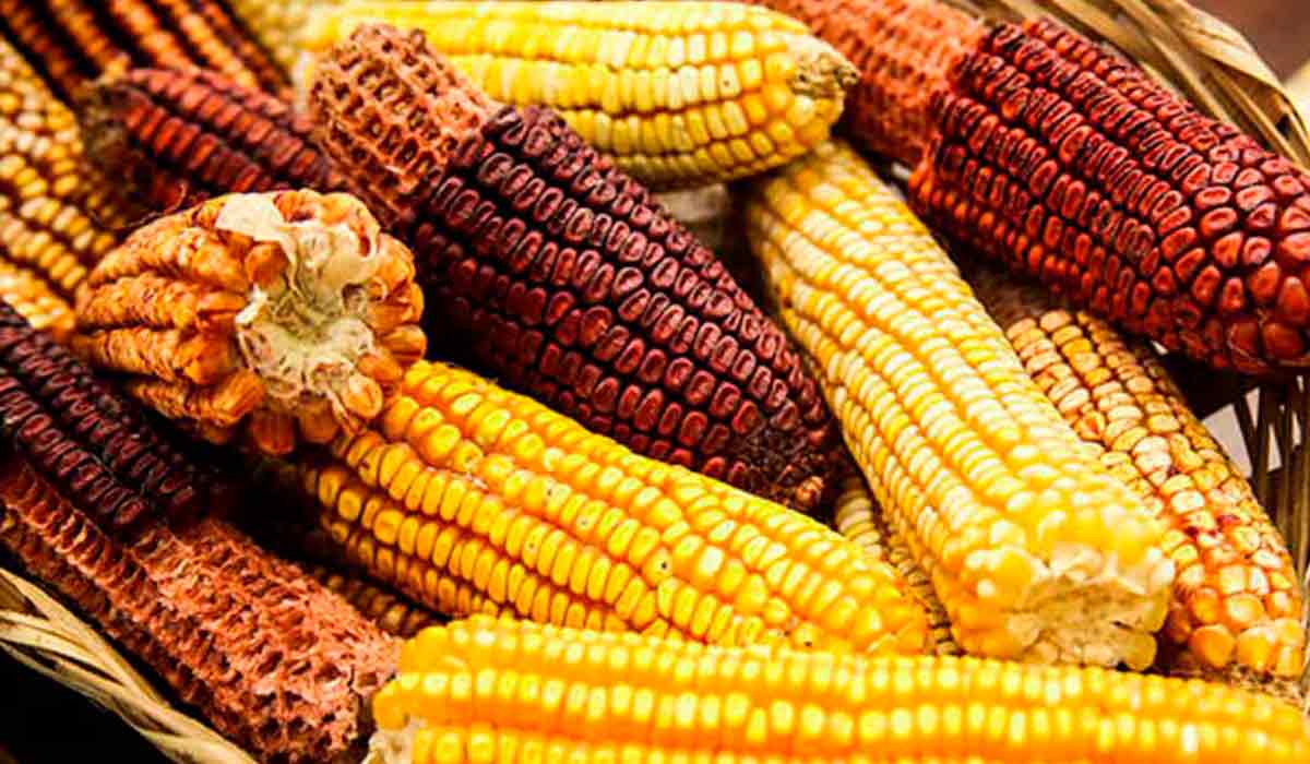 Milhos tradicionais serão tema de conferência latino-americana durante o evento Milhos tradicionais serão tema de conferência latino-americana durante o evento
