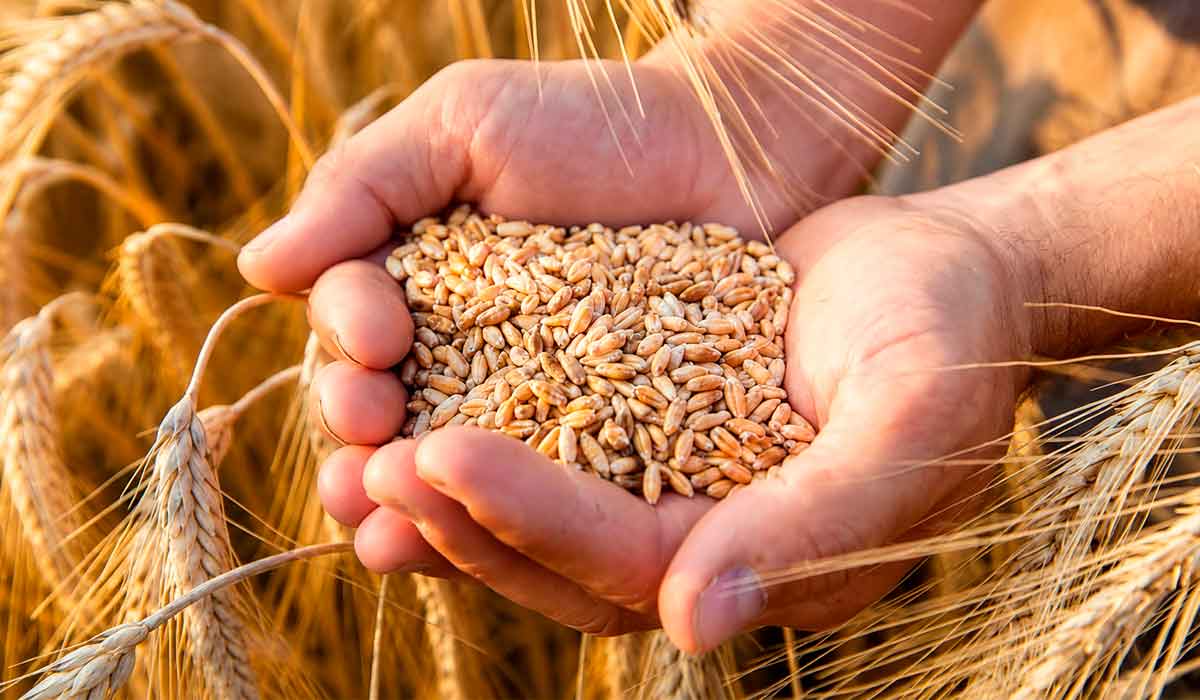Trigo brasileiro busca competitividade em um mercado internacional mais complexo Trigo brasileiro busca competitividade em um mercado internacional mais complexo