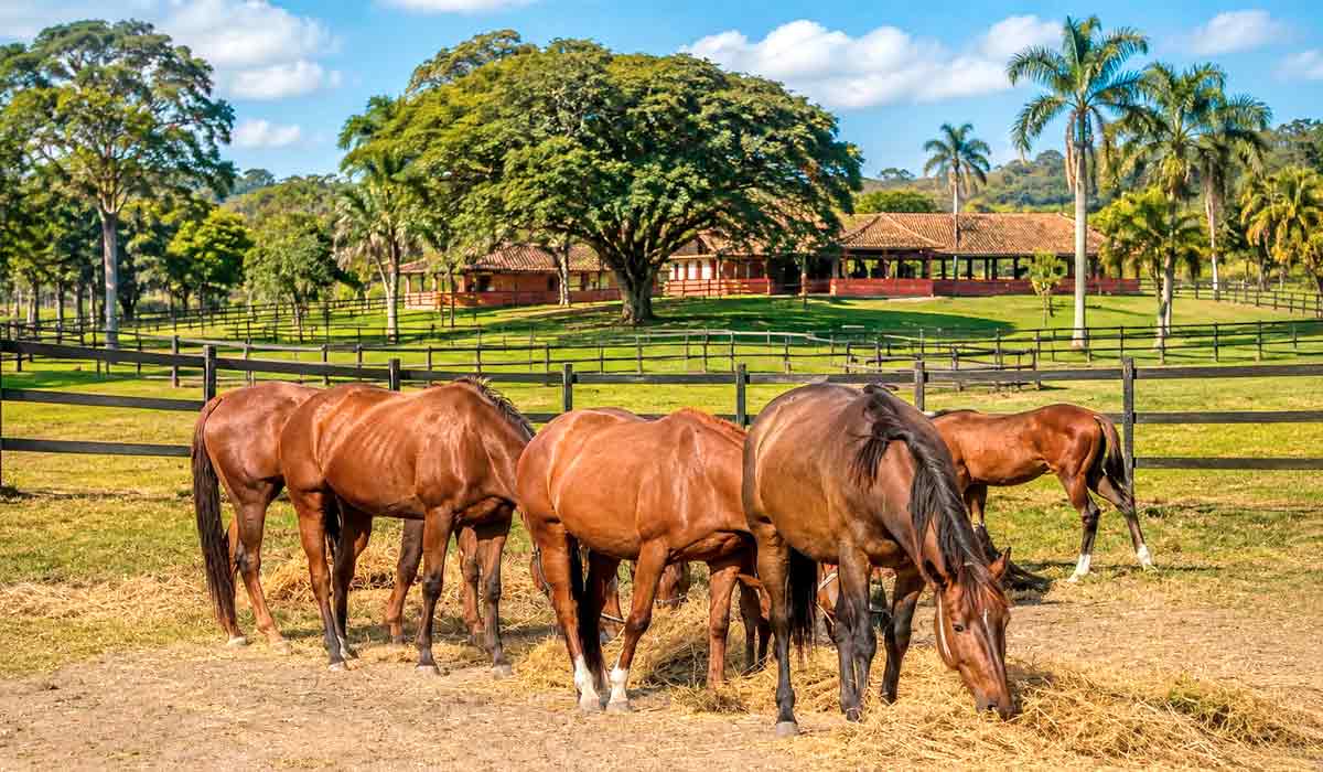 Bem-estar animal será um dos principais eixos da programação técnica do seminário e manejo responsável ganha espaço nas discussões sobre a equinocultura moderna Bem-estar animal será um dos principais eixos da programação técnica do seminário e manejo responsável ganha espaço nas discussões sobre a equinocultura moderna