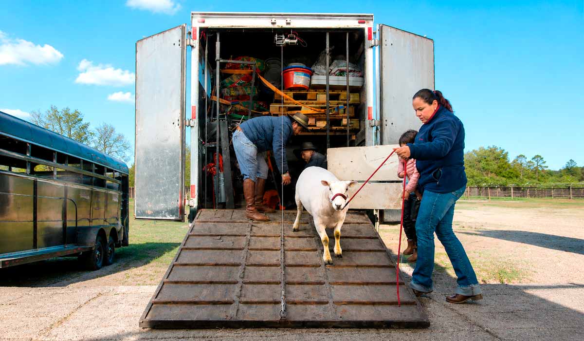 Transporte planejado reduz estresse e riscos de acidentes durante o deslocamento até a exposição. Documentação sanitária regular é requisito essencial para trânsito e participação nos eventos Transporte planejado reduz estresse e riscos de acidentes durante o deslocamento até a exposição. Documentação sanitária regular é requisito essencial para trânsito e participação nos eventos