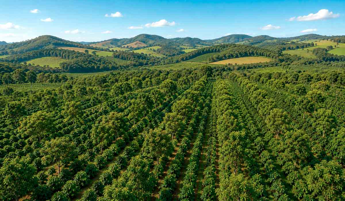 Corredores arborizados integram árvores à produção de café sem comprometer a mecanização. É a cafeicultura regenerativa que busca maior resiliência diante das mudanças climáticas Corredores arborizados integram árvores à produção de café sem comprometer a mecanização. É a cafeicultura regenerativa que busca maior resiliência diante das mudanças climáticas
