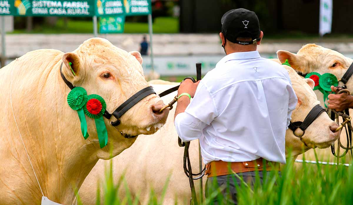 Da pista de julgamento à agricultura familiar, Expointer 2026 reúne os principais elos do campo Da pista de julgamento à agricultura familiar, Expointer 2026 reúne os principais elos do campo