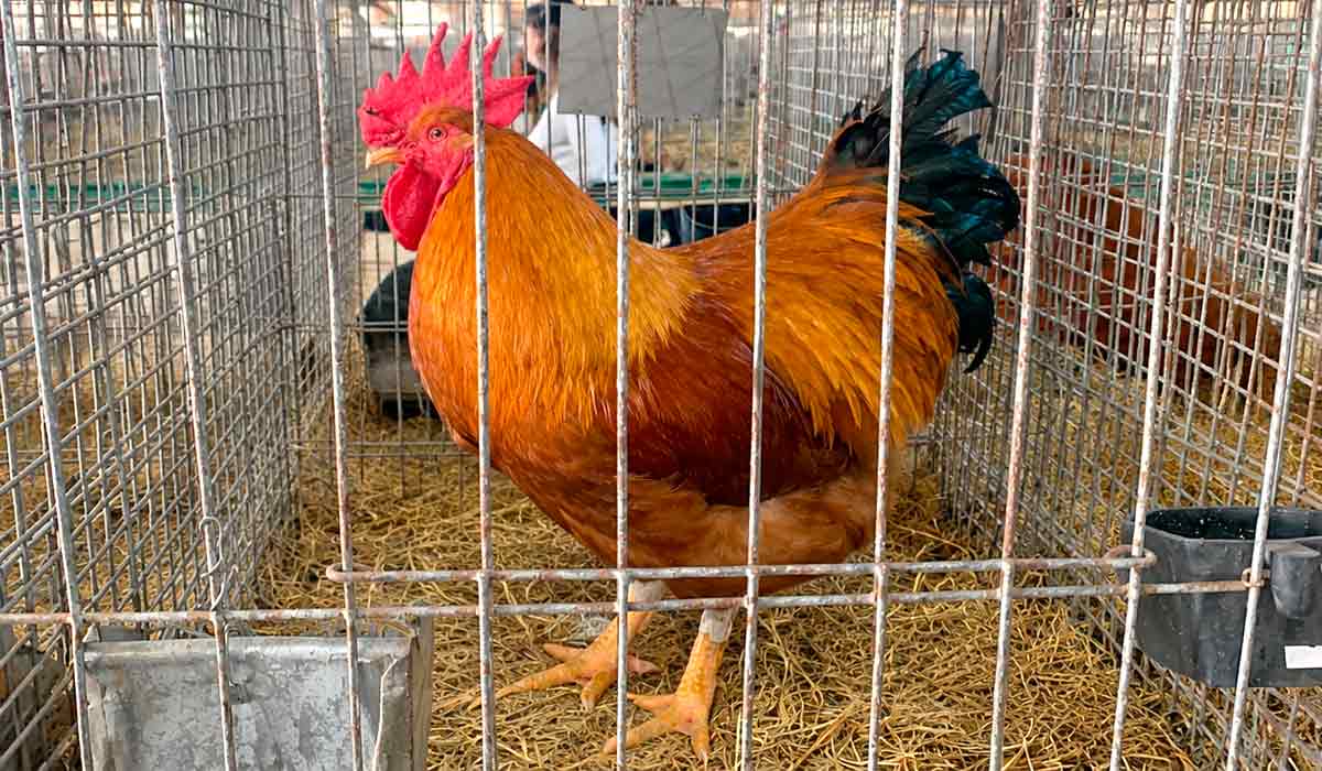 O Pavilhão de Pequenos Animais da Expointer reúne criações como diversas raças de coelhos, chinchilas, pássaros e aves premiadas O Pavilhão de Pequenos Animais da Expointer reúne criações como diversas raças de coelhos, chinchilas, pássaros e aves premiadas