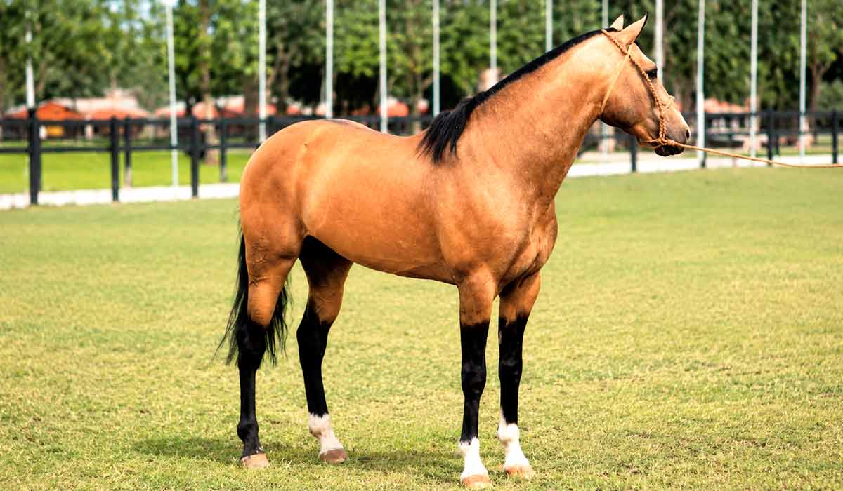 Cavalo Campeiro mantém presença na principal feira gaúcha Cavalo Campeiro mantém presença na principal feira gaúcha