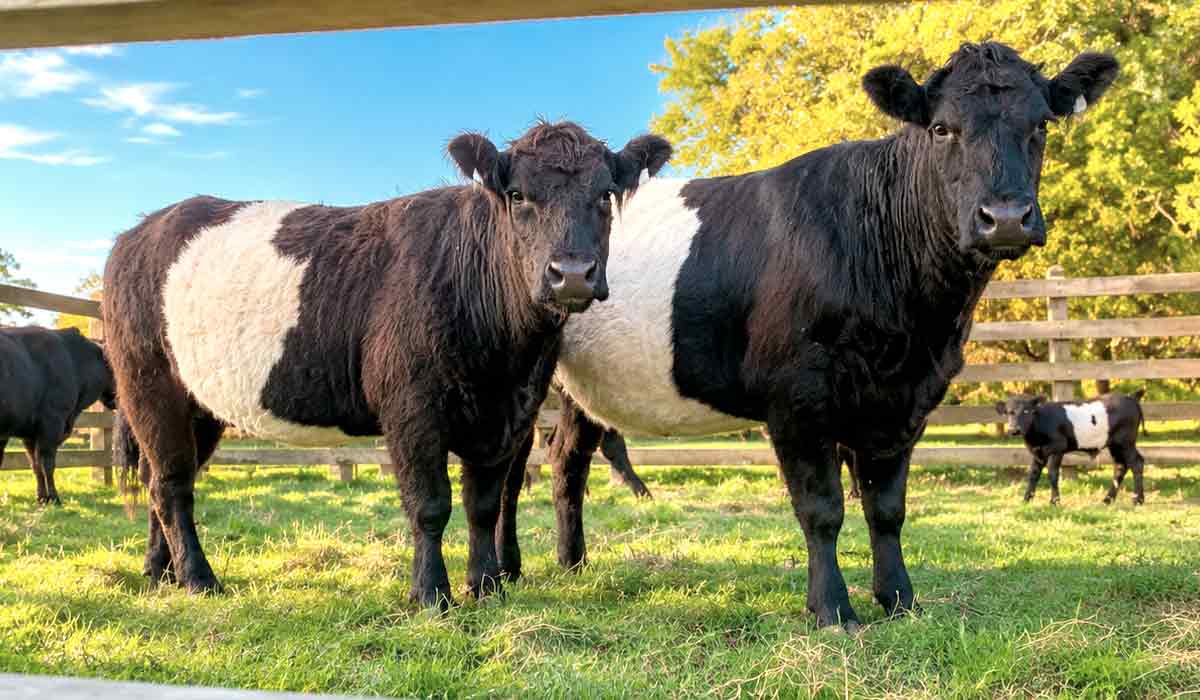 A raça bovina Galloway, com origem nas colinas acidentadas do sudoeste da Escócia, voltará às pistas da Expointer em 2026 após 19 anos sem participar da feira A raça bovina Galloway, com origem nas colinas acidentadas do sudoeste da Escócia, voltará às pistas da Expointer em 2026 após 19 anos sem participar da feira