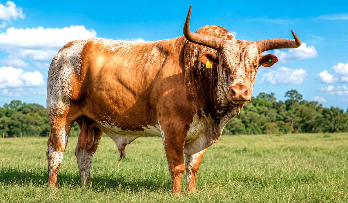 A raça Crioula Lageana, também conhecida como ‘Franqueiro’, com rebanho concentrado especialmente entre Santa Catarina e Rio Grande do Sul, volta à exposição após 11 anos A raça Crioula Lageana, também conhecida como ‘Franqueiro’, com rebanho concentrado especialmente entre Santa Catarina e Rio Grande do Sul, volta à exposição após 11 anos