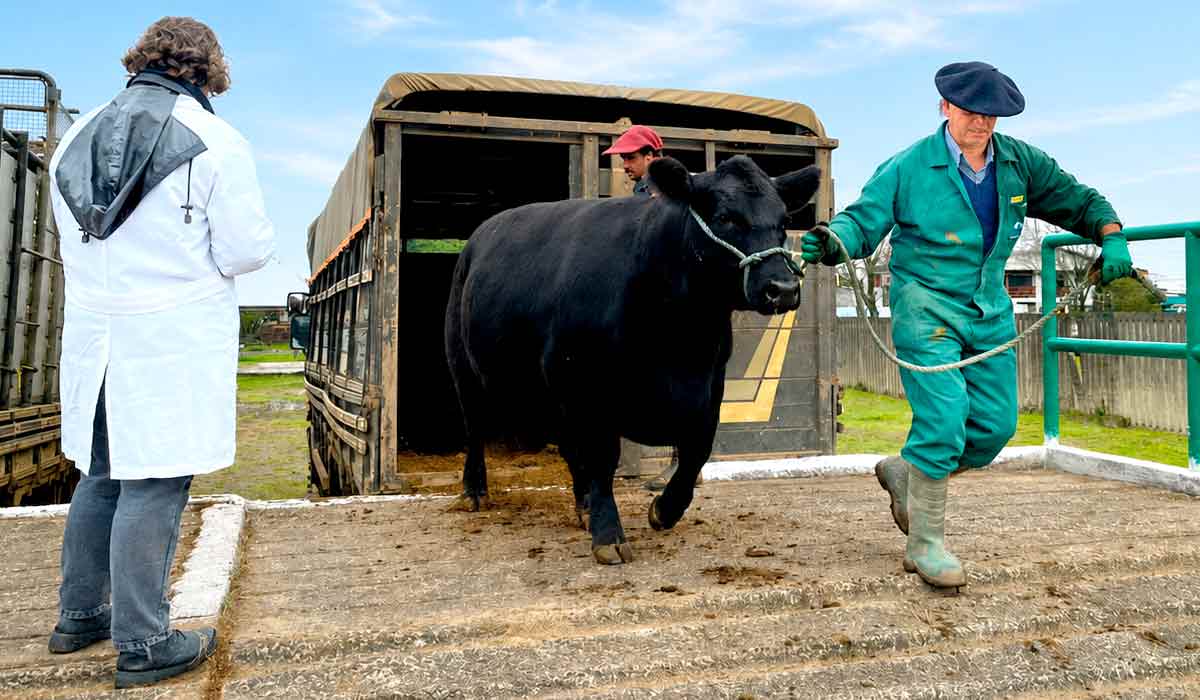 Animais passam por protocolos sanitários antes do ingresso no parque Animais passam por protocolos sanitários antes do ingresso no parque