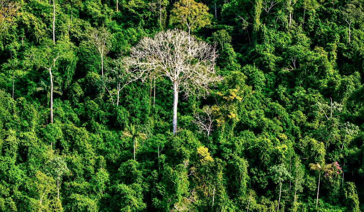 Biodiversidade na indústria farmacêutica: apesar da dependência de plantas, fungos e microrganismos, apenas duas das 15 maiores farmacêuticas anunciaram aportes específicos para biodiversidade - Foto: Mario Tama Biodiversidade na indústria farmacêutica: apesar da dependência de plantas, fungos e microrganismos, apenas duas das 15 maiores farmacêuticas anunciaram aportes específicos para biodiversidade - Foto: Mario Tama