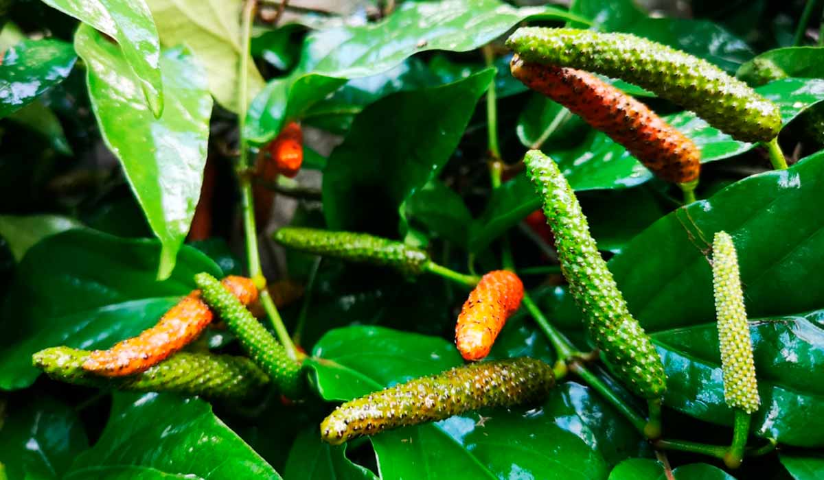 O jaborandi (Pilocarpus microphyllus), planta originária da Amazônia essencial para a medicina moderna, única fonte natural conhecida da pilocarpina, medicamento usado no tratamento de glaucoma, síndrome de Sjögren e xerostomia. A espécie tem sido pressionada pelo manejo e coleta inadequados e pela perda de habitat O jaborandi (Pilocarpus microphyllus), planta originária da Amazônia essencial para a medicina moderna, única fonte natural conhecida da pilocarpina, medicamento usado no tratamento de glaucoma, síndrome de Sjögren e xerostomia. A espécie tem sido pressionada pelo manejo e coleta inadequados e pela perda de habitat