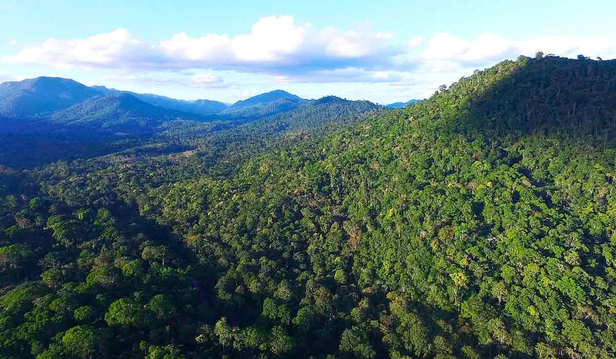 Amazônia reúne uma das maiores reservas genéticas do planeta para pesquisas farmacêuticas