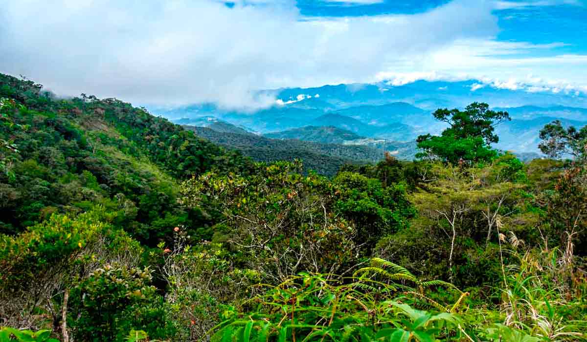 As florestas do sudeste asiático são ecossistemas tropicais antigos e ricos, estendendo-se por países como Indonésia, Malásia e Mianmar, áreas de grande biodiversidade que sustentam uma fauna única, mas enfrentam graves ameaças decorrentes da exploração madeireira e da produção de óleo de palma As florestas do sudeste asiático são ecossistemas tropicais antigos e ricos, estendendo-se por países como Indonésia, Malásia e Mianmar, áreas de grande biodiversidade que sustentam uma fauna única, mas enfrentam graves ameaças decorrentes da exploração madeireira e da produção de óleo de palma