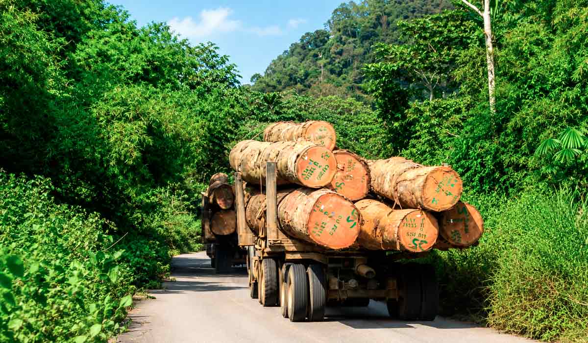 A região da Bacia do Congo, importante ponto de biodiversidade, registrou aumento alarmante no desmatamento A região da Bacia do Congo, importante ponto de biodiversidade, registrou aumento alarmante no desmatamento