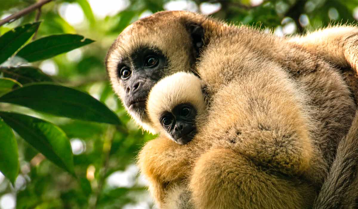 Fósseis encontrados no Alto Juruá, no Acre, ajudam a reconstruir a evolução dos muriquis