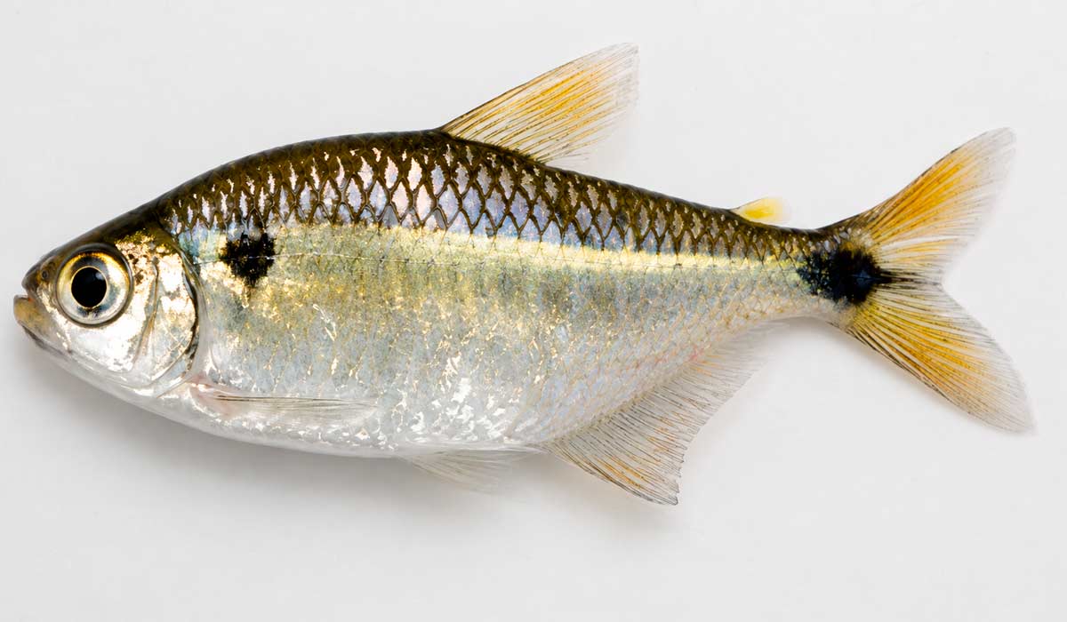 O lambari da Mata Atlântica (Deuterodon iguape). O peixinho pode substituir espécies capturadas diretamente dos ambientes naturais para uso como isca O lambari da Mata Atlântica (Deuterodon iguape). O peixinho pode substituir espécies capturadas diretamente dos ambientes naturais para uso como isca