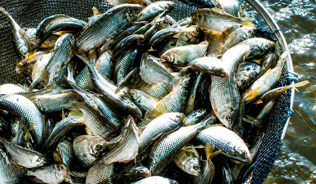 Lambari produzido em cativeiro ganha mercado como isca viva para a pesca esportiva