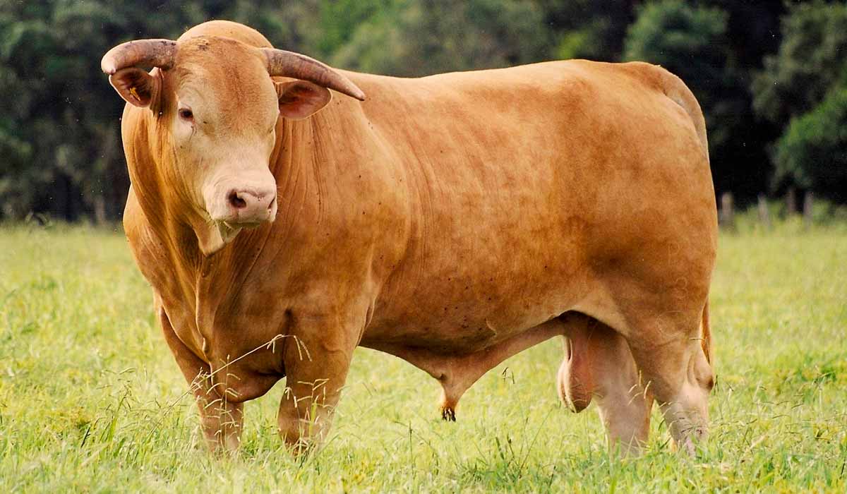 Programa Nelore e Caracu contribui para a evolução dos rebanhos Programa Nelore e Caracu contribui para a evolução dos rebanhos