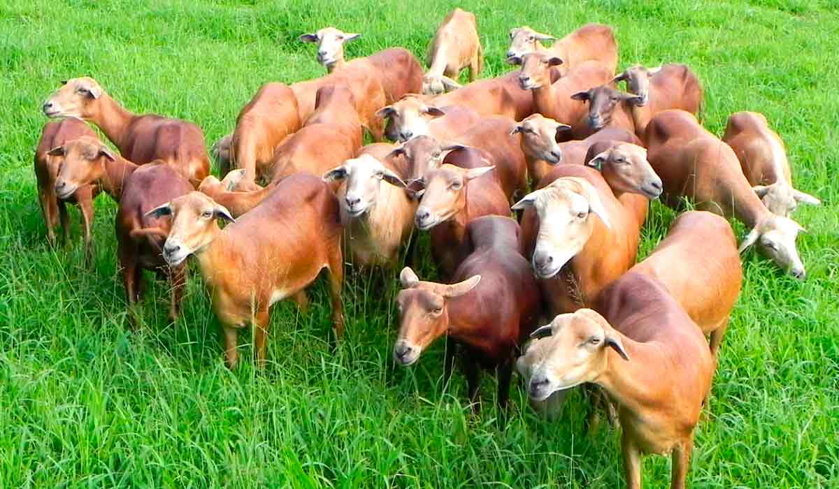 Produção de cordeiros superprecoces trouxe novas perspectivas à ovinocultura, com a pesquisa científica orientando sistemas pecuários mais eficientes e sustentáveis Produção de cordeiros superprecoces trouxe novas perspectivas à ovinocultura, com a pesquisa científica orientando sistemas pecuários mais eficientes e sustentáveis