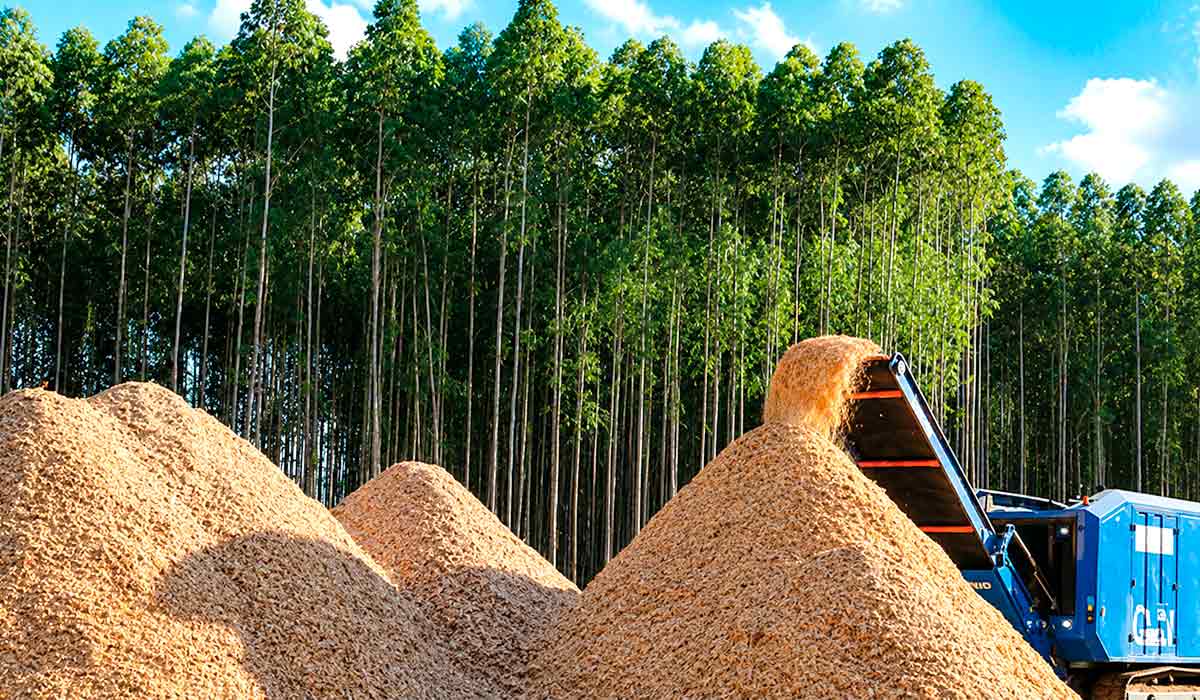 A biomassa de madeira sempre foi fonte de energia utilizada com importante proficiência para alimentar caldeiras ou na fabricação de celulose A biomassa de madeira sempre foi fonte de energia utilizada com importante proficiência para alimentar caldeiras ou na fabricação de celulose