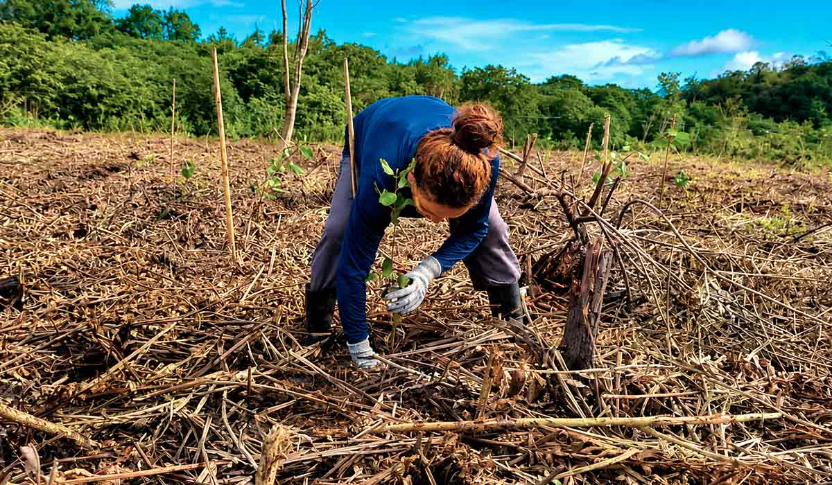 Pesquisa desenvolve protocolo inovador para restaurar manguezais com escala e alta integridade ambiental e plantio convencional será comparado ao sistema assistido por tecnologia Pesquisa desenvolve protocolo inovador para restaurar manguezais com escala e alta integridade ambiental e plantio convencional será comparado ao sistema assistido por tecnologia