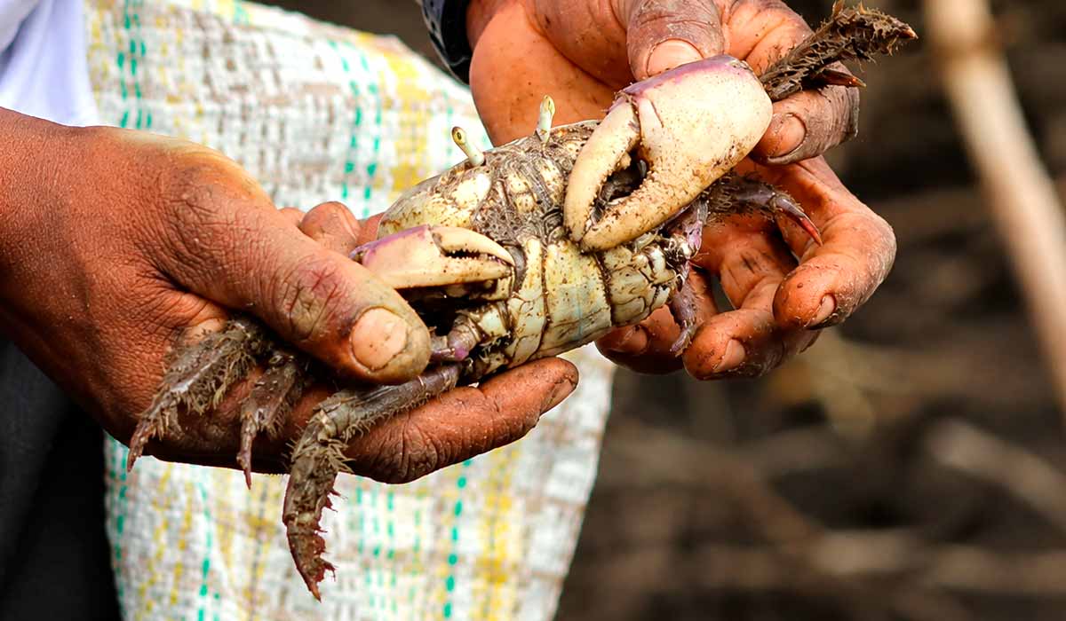 Área degradada começa a recuperar biodiversidade após as intervenções Área degradada começa a recuperar biodiversidade após as intervenções
