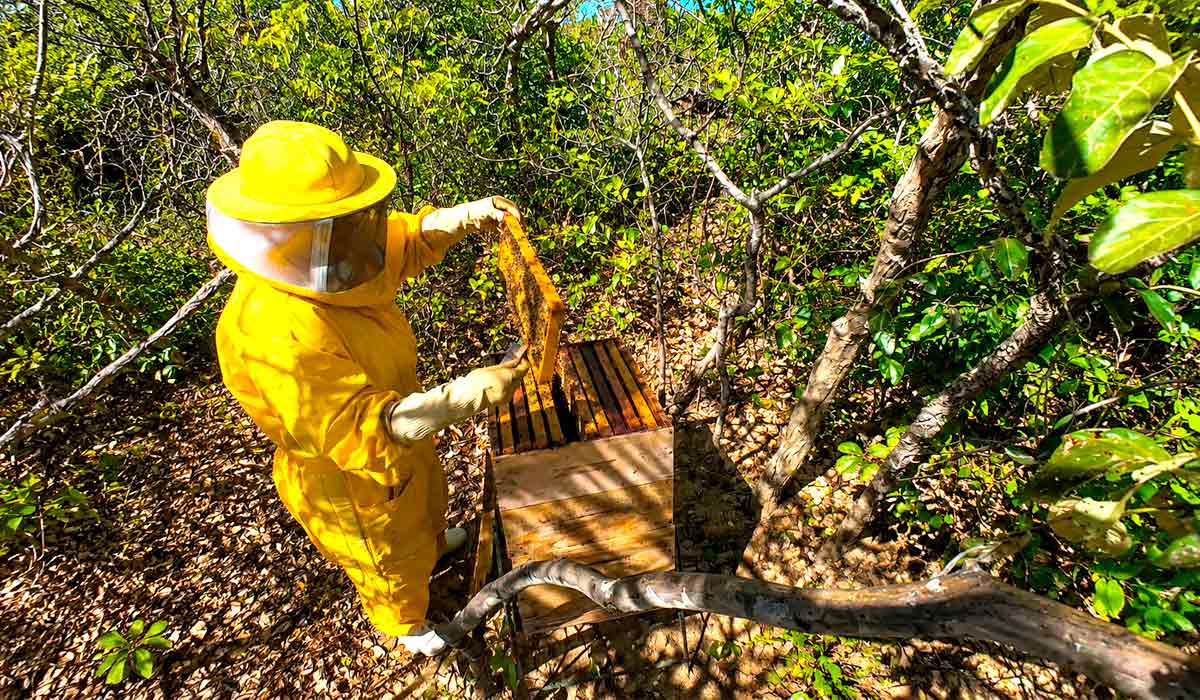 Preservação ambiental é parte estratégica da produção de mel na Serra do Cipó e manejo adequado das colmeias contribui para qualidade e regularidade da produção Preservação ambiental é parte estratégica da produção de mel na Serra do Cipó e manejo adequado das colmeias contribui para qualidade e regularidade da produção