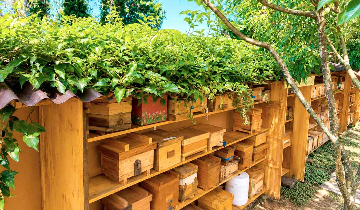 Abelhas sem ferrão conquistam quintais urbanos e aproximam moradores da biodiversidade brasileira Abelhas sem ferrão conquistam quintais urbanos e aproximam moradores da biodiversidade brasileira