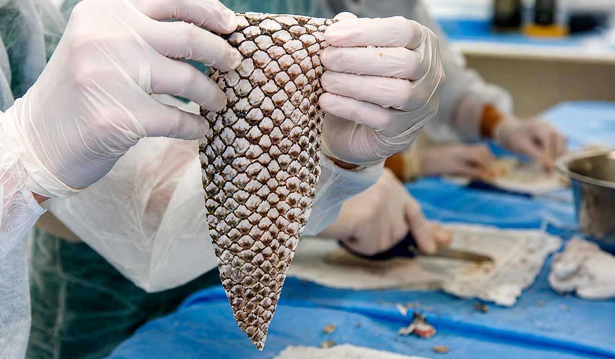 Resíduo da piscicultura passa a integrar uma cadeia de maior valor com tecnologia desenvolvida pela UFC que transforma pele de peixe em curativo biológico Resíduo da piscicultura passa a integrar uma cadeia de maior valor com tecnologia desenvolvida pela UFC que transforma pele de peixe em curativo biológico