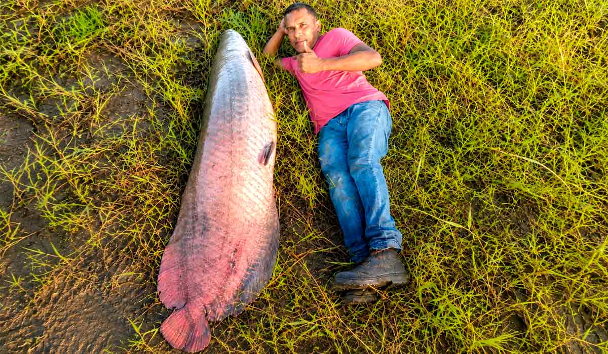 Pirarucu de 77 quilos surpreende pescadores em açude de Alagoas e revela potencial da piscicultura nacional Pirarucu de 77 quilos surpreende pescadores em açude de Alagoas e revela potencial da piscicultura nacional
