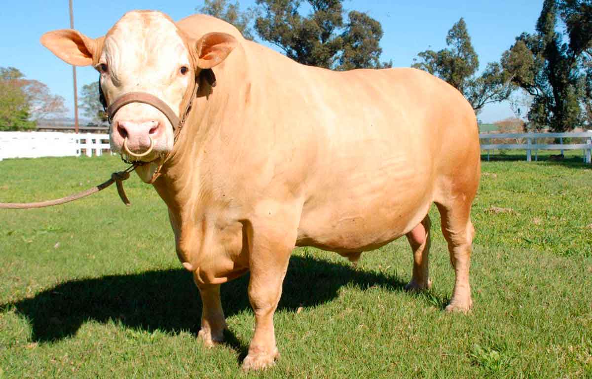 Biotecnologia reprodutiva acelera a multiplicação de animais geneticamente superiores Biotecnologia reprodutiva acelera a multiplicação de animais geneticamente superiores