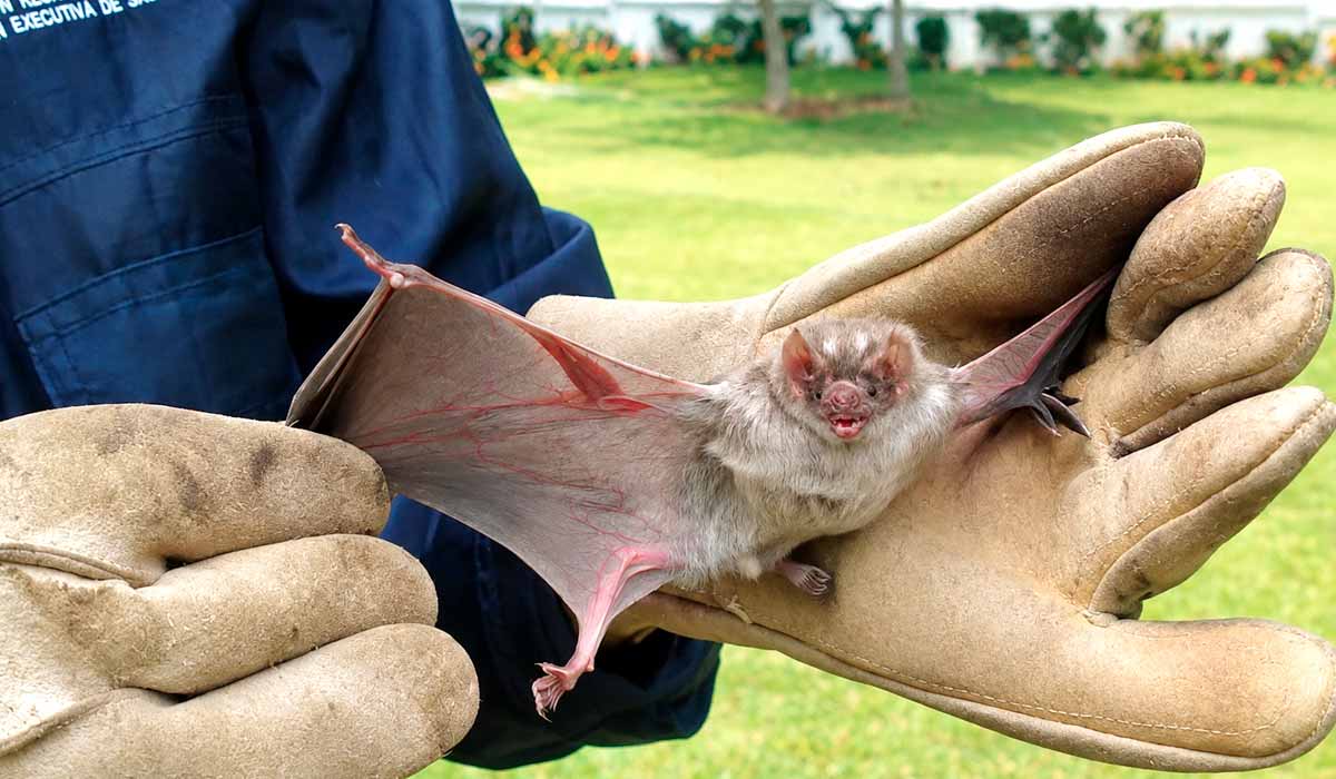 Raiva bovina já provocou 27 mortes de animais em Santa Catarina neste ano e morcego hematófago (Desmodus rotundus) é o principal transmissor da doença Raiva bovina já provocou 27 mortes de animais em Santa Catarina neste ano e morcego hematófago (Desmodus rotundus) é o principal transmissor da doença