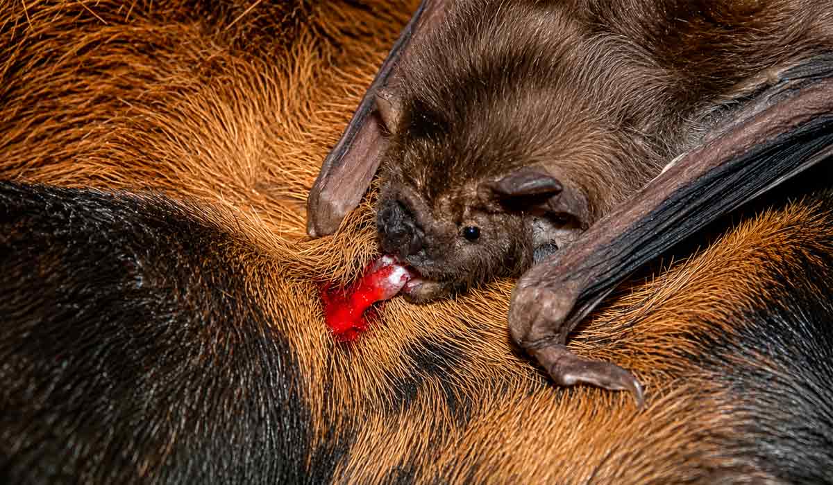 Morcego-vampiro da espécie Desmodus rotundus atacando um cavalo. Cena reproduzida com animais empalhados no Museu de História Natural de Berlim, Alemanha - Foto: Marco A. R. Mello Morcego-vampiro da espécie Desmodus rotundus atacando um cavalo. Cena reproduzida com animais empalhados no Museu de História Natural de Berlim, Alemanha - Foto: Marco A. R. Mello