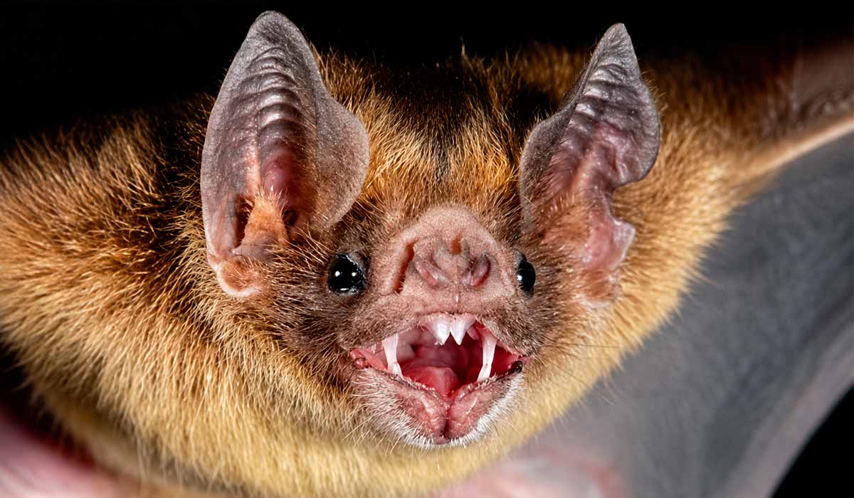 Morcego-vampiro (Desmodus rotundus), conhecido por seus dentes incisivos superiores muito afiados e adaptados para a alimentação baseada exclusivamente em sangue Morcego-vampiro (Desmodus rotundus), conhecido por seus dentes incisivos superiores muito afiados e adaptados para a alimentação baseada exclusivamente em sangue