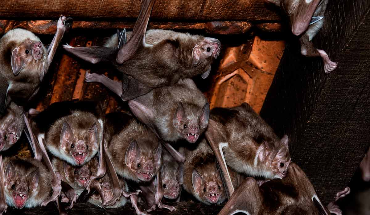 Colônia de morcego hematófago Desmodus rotundus no telhado de uma casa abandonada Colônia de morcego hematófago Desmodus rotundus no telhado de uma casa abandonada