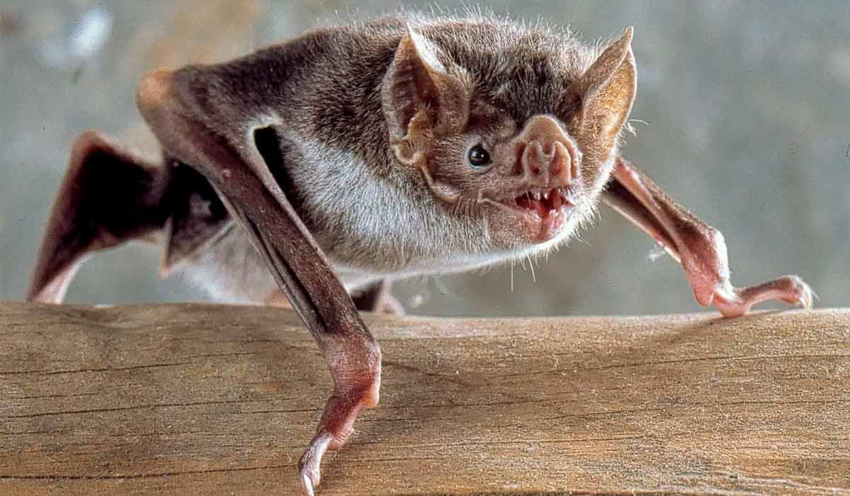 Morcego-vampiro da espécie Desmodus rotundus. Esses animais usam a língua dobrada em forma de tubo para lamberem o sangue até se saciarem Morcego-vampiro da espécie Desmodus rotundus. Esses animais usam a língua dobrada em forma de tubo para lamberem o sangue até se saciarem