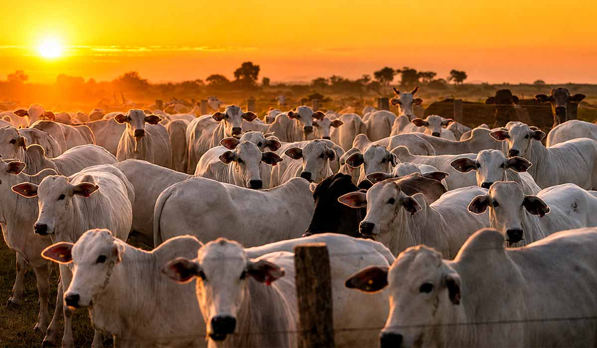 Manejo adequado dos animais está entre as estratégias para reduzir emissões de metano Manejo adequado dos animais está entre as estratégias para reduzir emissões de metano