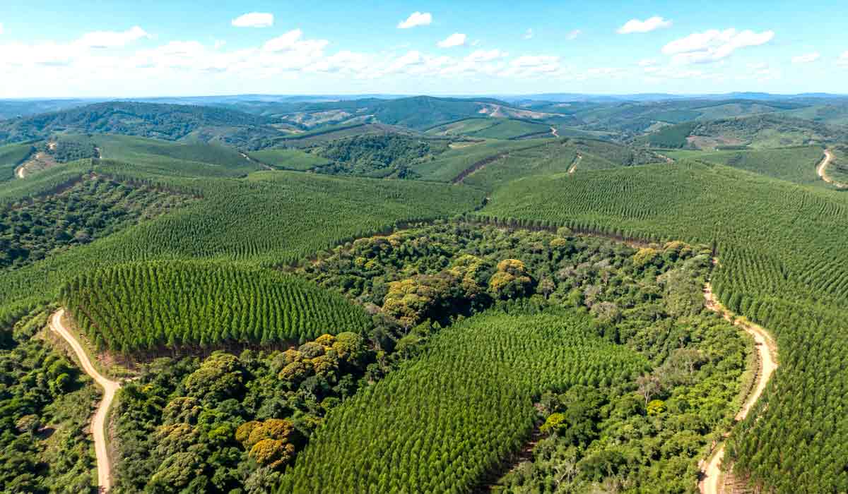 Plantios de eucalipto podem integrar mosaicos produtivos com áreas de vegetação nativa Plantios de eucalipto podem integrar mosaicos produtivos com áreas de vegetação nativa