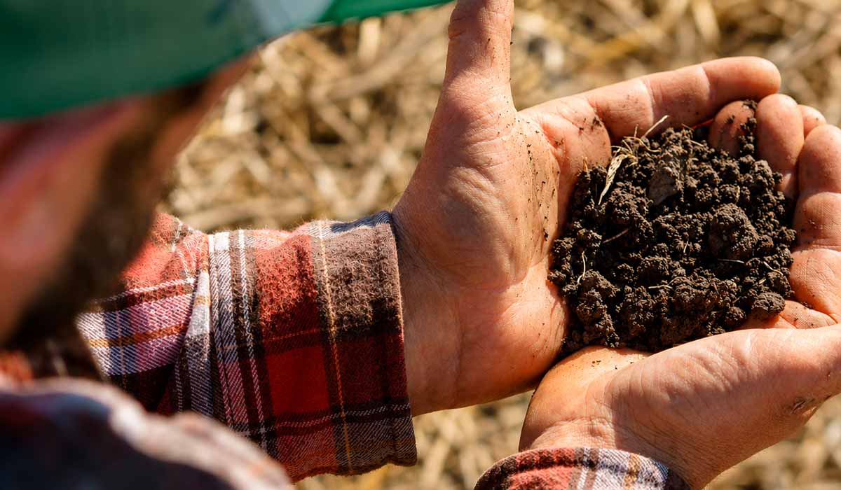 Novas tecnologias ajudam produtores a identificar nematoides antes dos danos à lavoura