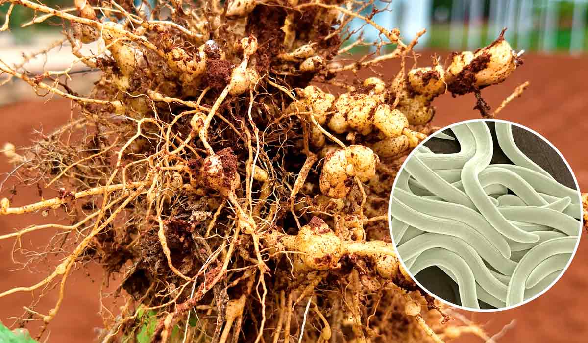 Nematoides ameaçam a soja no Paraná. No Brasil, dados recentes apontam perdas anuais superiores a R$ 16,2 bilhões por causa do ataque de nematoides na soja e tecnologia busca antecipar o problema no solo Nematoides ameaçam a soja no Paraná. No Brasil, dados recentes apontam perdas anuais superiores a R$ 16,2 bilhões por causa do ataque de nematoides na soja e tecnologia busca antecipar o problema no solo