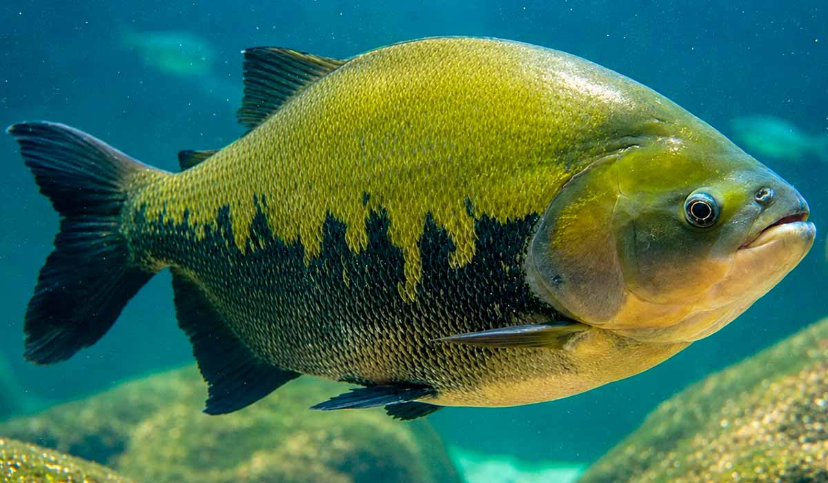 Conservação do tambaqui coloca pesca e piscicultura diante de novo desafio regulatório