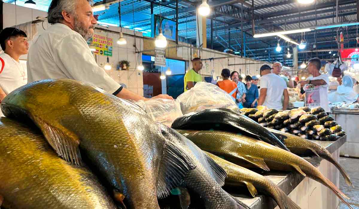 O tambaqui é o peixe mais tradicional e consumido da culinária amazonense, famoso por suas costelas carnudas e sabor marcante - Foto: Lucas Motta O tambaqui é o peixe mais tradicional e consumido da culinária amazonense, famoso por suas costelas carnudas e sabor marcante - Foto: Lucas Motta