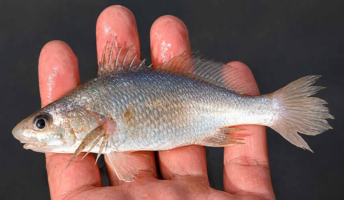 Espécime do peixe cabeçudo-preto ou tambor-estrela (Stellifer naso) capturado no estudo. Os cientistas identificaram anomalias nos otólitos sagitais, estruturas localizadas no ouvido dos peixes e ligadas ao equilíbrio, à orientação espacial e à percepção sonora - Foto: Rafael Lima Oliveira Espécime do peixe cabeçudo-preto ou tambor-estrela (Stellifer naso) capturado no estudo. Os cientistas identificaram anomalias nos otólitos sagitais, estruturas localizadas no ouvido dos peixes e ligadas ao equilíbrio, à orientação espacial e à percepção sonora - Foto: Rafael Lima Oliveira