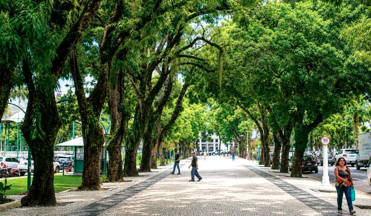 Planejamento arbóreo integra estratégias de adaptação das cidades aos eventos climáticos extremos com espécies adequadas e manejo técnico essenciais para ampliar os benefícios da arborização urbana Planejamento arbóreo integra estratégias de adaptação das cidades aos eventos climáticos extremos com espécies adequadas e manejo técnico essenciais para ampliar os benefícios da arborização urbana