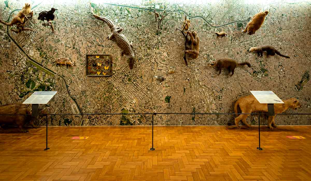 Diorama da fauna sobre São Paulo. A fauna urbana reúne aves, mamíferos, répteis, anfíbios e insetos e está presente em parques, praças, jardins e fragmentos de vegetação Diorama da fauna sobre São Paulo. A fauna urbana reúne aves, mamíferos, répteis, anfíbios e insetos e está presente em parques, praças, jardins e fragmentos de vegetação