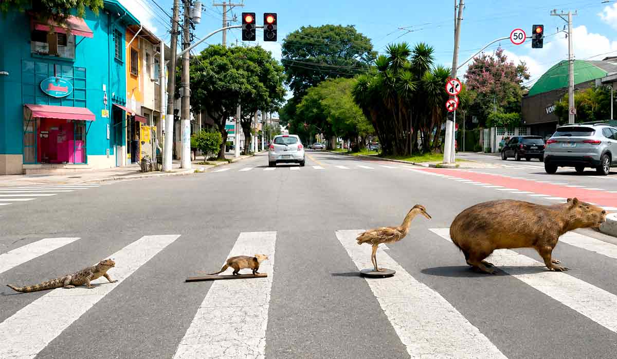 Museu de Zoologia da USP leva conhecimento científico para a Avenida Paulista, com exposição que revela espécies silvestres que vivem em diferentes regiões da capital Museu de Zoologia da USP leva conhecimento científico para a Avenida Paulista, com exposição que revela espécies silvestres que vivem em diferentes regiões da capital