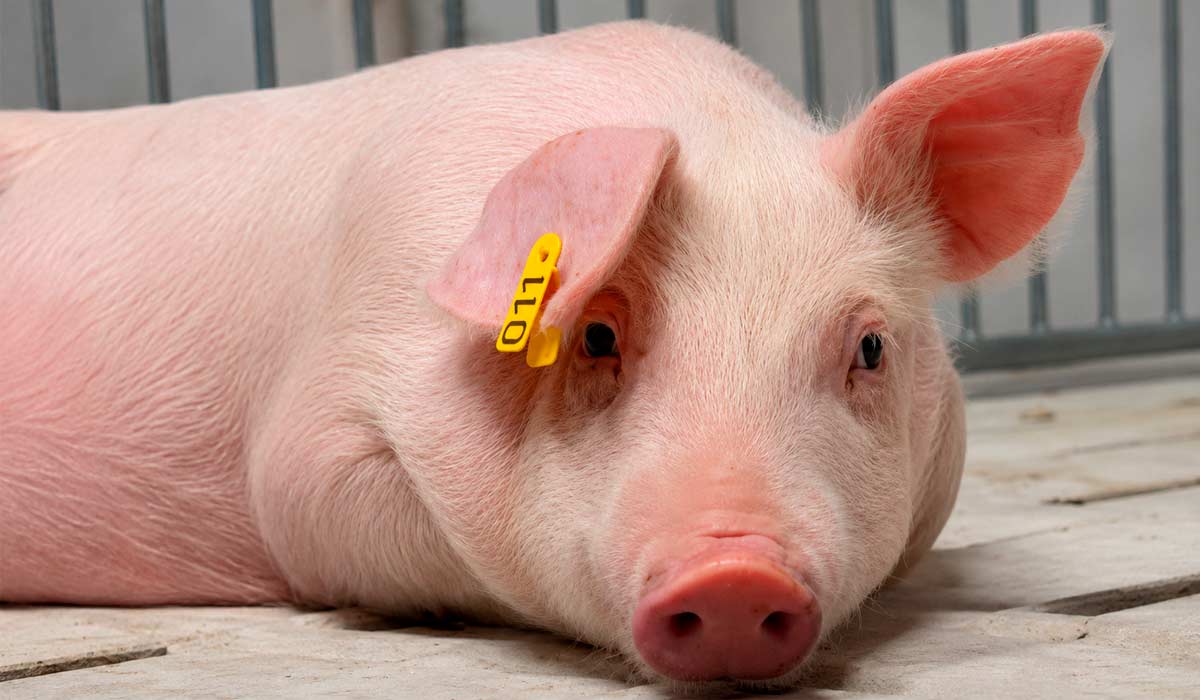 Clonagem de suínos abre novas perspectivas para estudos de xenotransplantes no Brasil e o animal será preservado como registro da ciência brasileira Clonagem de suínos abre novas perspectivas para estudos de xenotransplantes no Brasil e o animal será preservado como registro da ciência brasileira