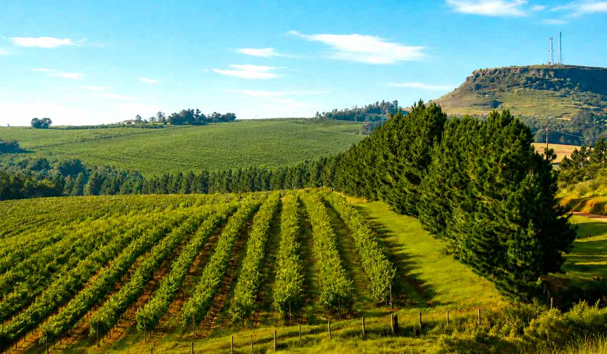 Campanha Gaúcha está entre as regiões afetadas por episódios de deriva de herbicidas que compromete produtividade e eleva os custos da vitivinicultura. A pesquisa considerou perdas de produção, aumento dos custos de manejo e renovação de vinhedos Campanha Gaúcha está entre as regiões afetadas por episódios de deriva de herbicidas que compromete produtividade e eleva os custos da vitivinicultura. A pesquisa considerou perdas de produção, aumento dos custos de manejo e renovação de vinhedos