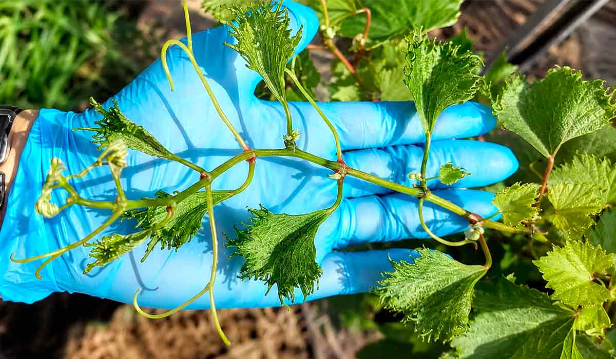 Videira afetada por deriva de herbicida. A maior parte dos registros está concentrada em regiões onde a vitivinicultura divide território com sistemas agrícolas - Foto: Consevitis-RS Videira afetada por deriva de herbicida. A maior parte dos registros está concentrada em regiões onde a vitivinicultura divide território com sistemas agrícolas - Foto: Consevitis-RS